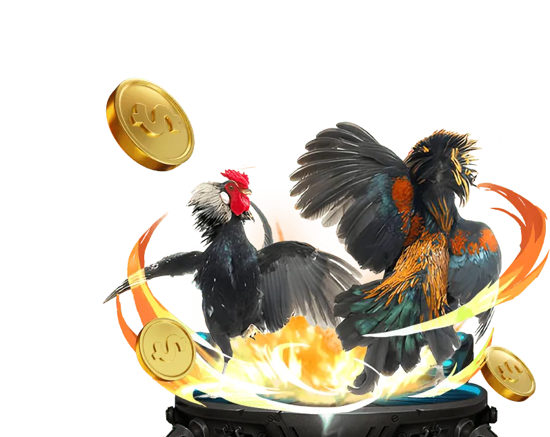 Trực tiếp các trận đá gà kịch tính từ các trường gà lớn.