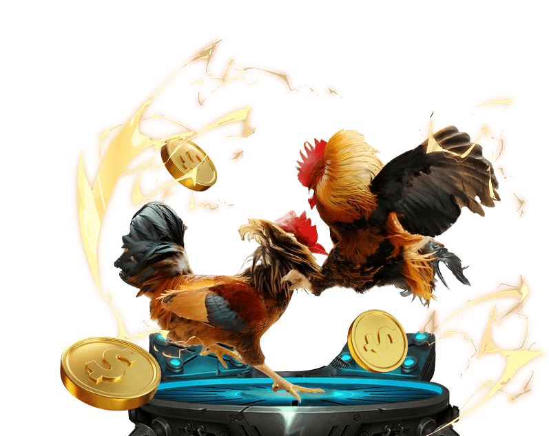 Hình ảnh đá gà cựa sắt đầy kịch tính